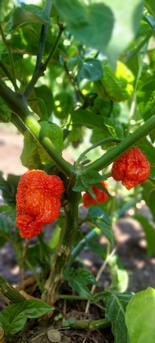 Най-лютата чушка в света – Carolina Reaper