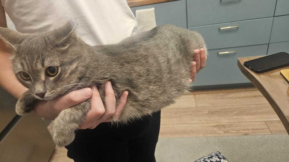 Молодой красивый котик ищет дом