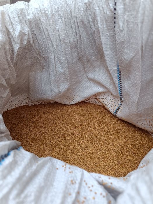 Продам семена горчицы для посева