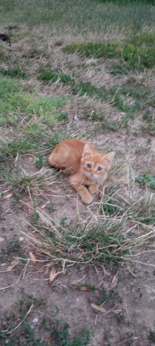 Котенца на два месеца за осиновяване