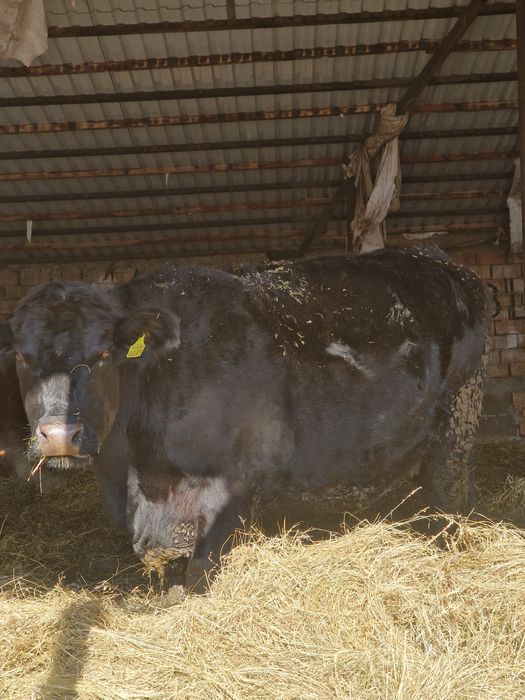 Vand animale de la vitei la vaci ci vitei angus si baltate 40 de bucat