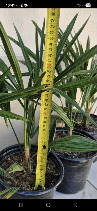 Продавам Студоустойчиви палми Трахикарпус.