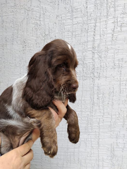 Щенки русского спаниеля!