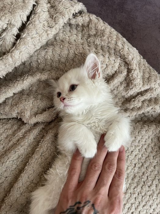 Продам кота мальчик