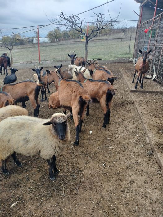 Capre alpine de vânzare