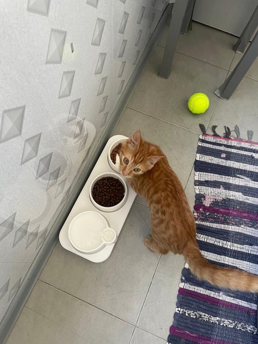 Отдам котенка в добрые руки