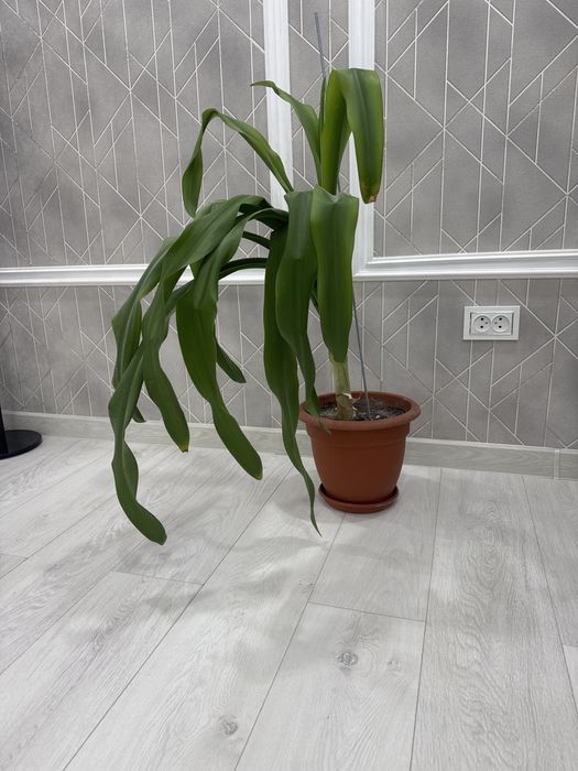 Комнатное растение