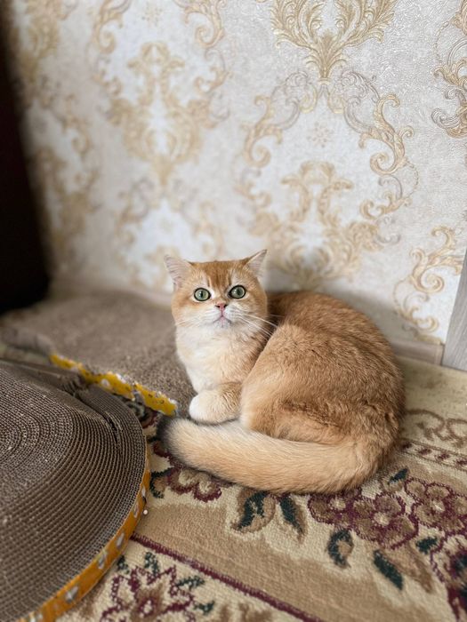 Zalataya shinshilla ny12 Vyaska