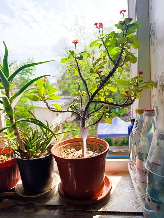 Цветы на горшке Малочай миля