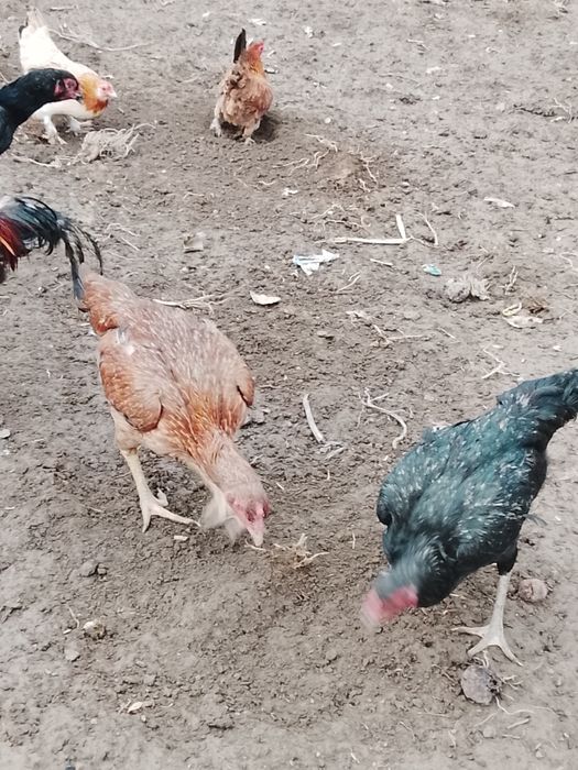 Дакан мекендер сатылад