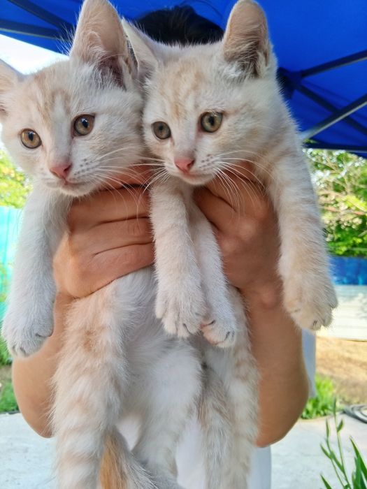 Отдам котят в добрые руки
