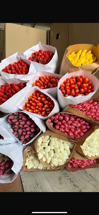 Тюльпаны крупные длинные