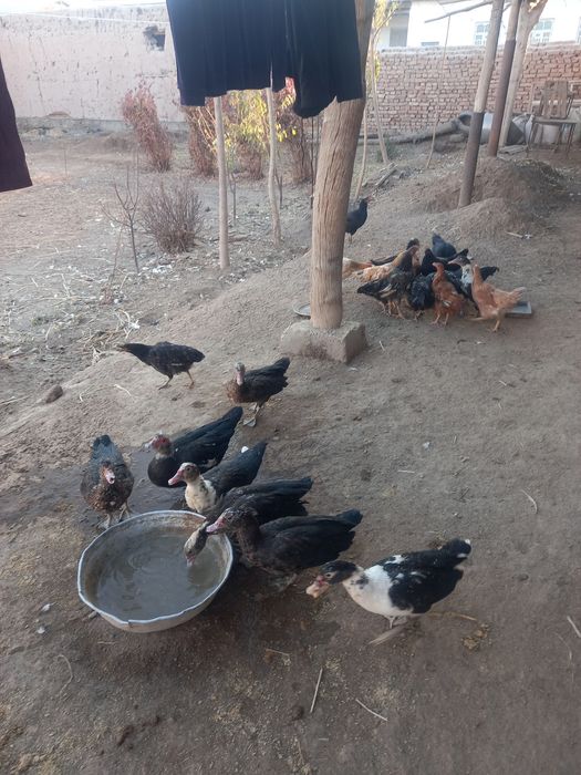 Уйда бокилган индушкалар сотилади 75 мигдан