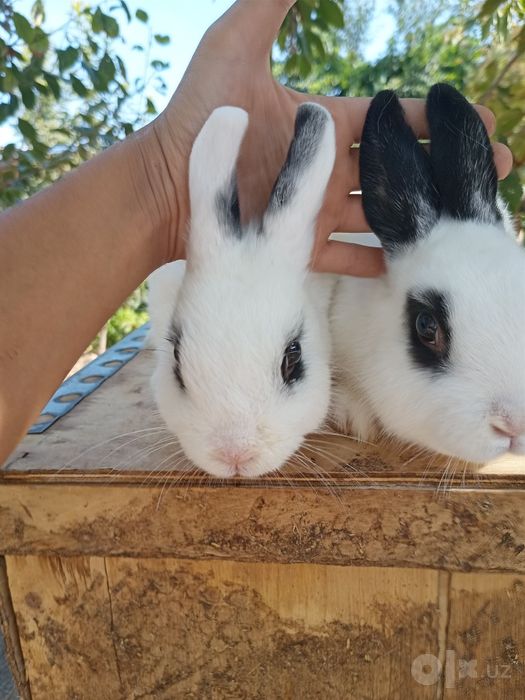 Xatot kichkina quloq sotiladi 300 mingdan kami bor