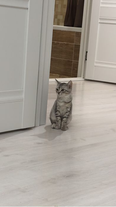 Котёнок в добрые руки