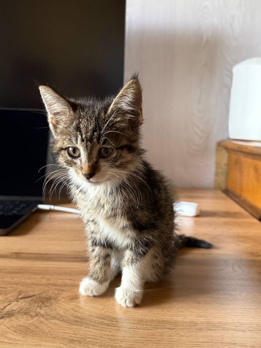 Котеночек, девочка