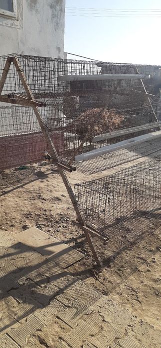 Tuxumli tovuq kataklari sotiladi