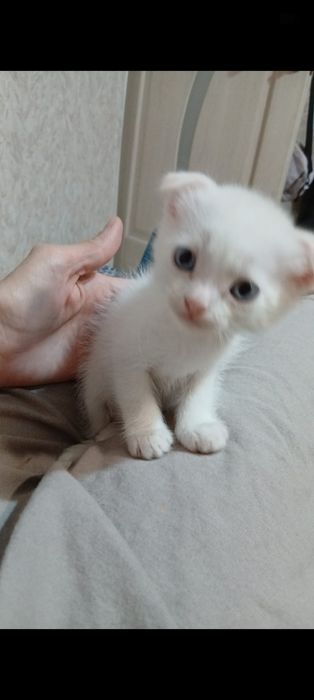 Продам белого вислоухого мальчика