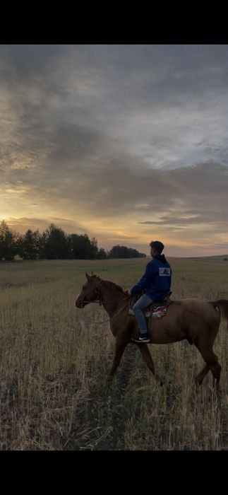 Жеребец. Айгыр 7 лет