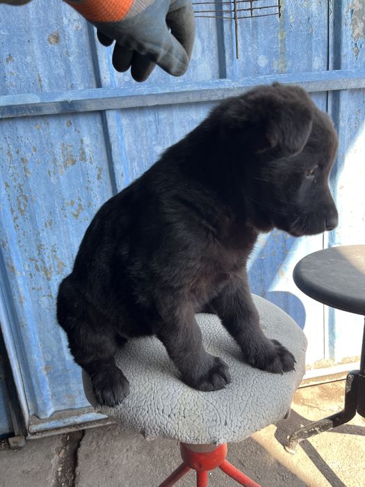 Продам черного щенка вео