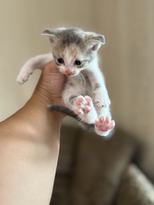 Вислоухие котята