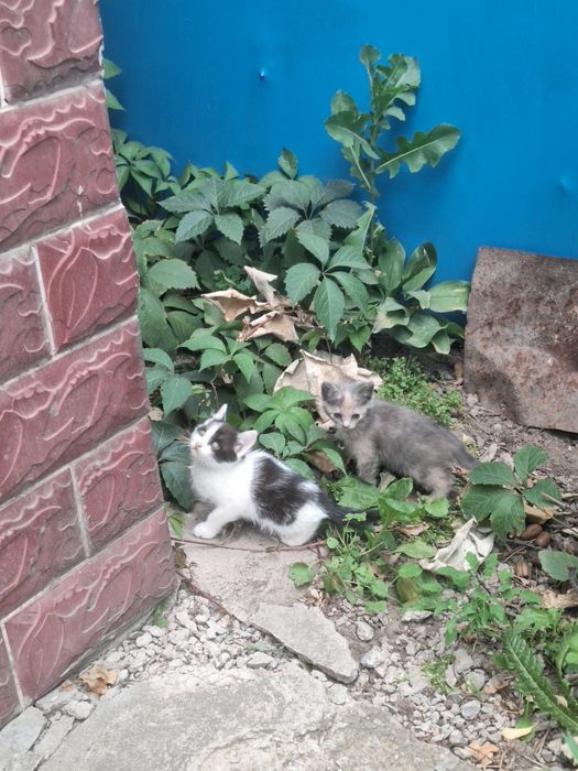 Отдадим котят в добрые руки