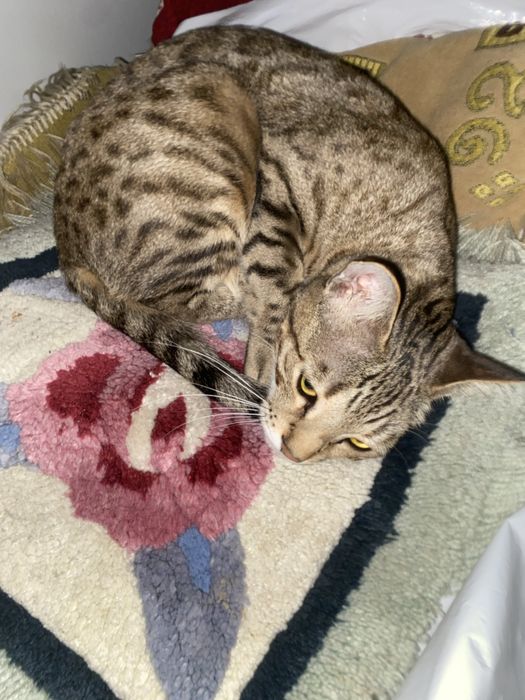 Бенгальский кошка