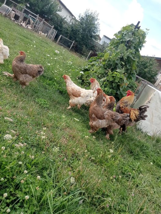 Găini brahma potârnichiu