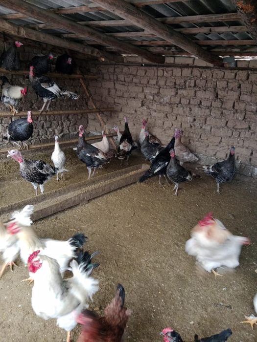 Продам Индюковввв