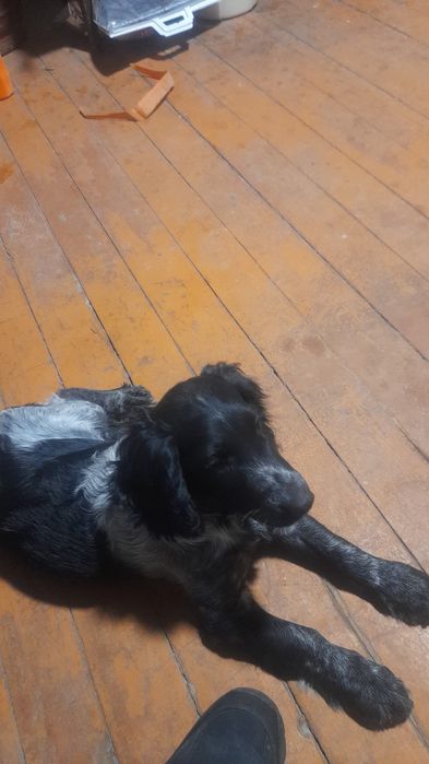 Спаниель мальчик