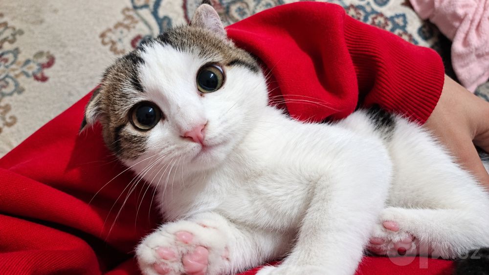 Продается кошка   , писать в тг *