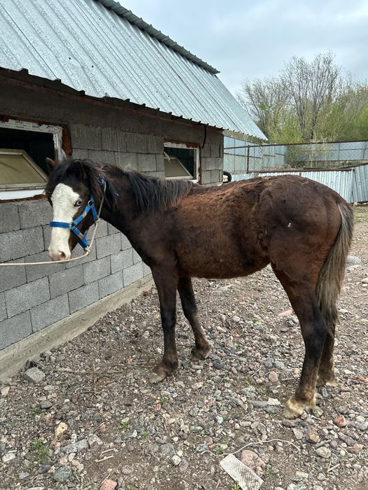 Продам жеребца