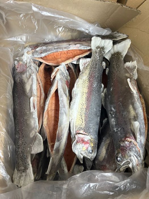 Продам Радужная форель