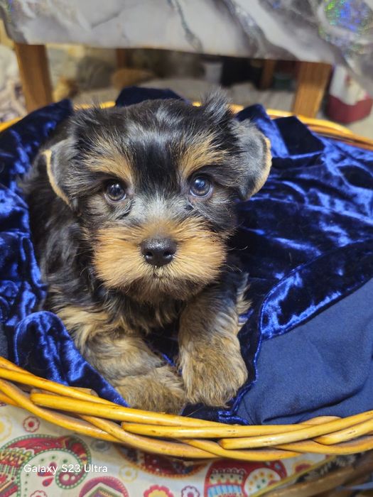 Йоркширский терьер