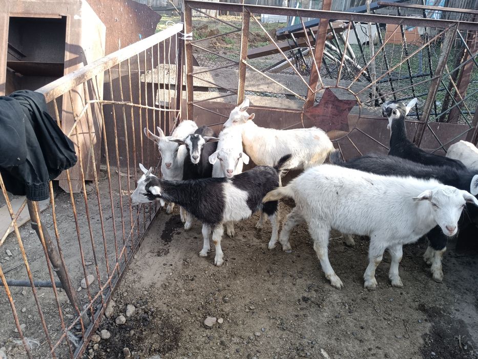 Продам коз, и козлят