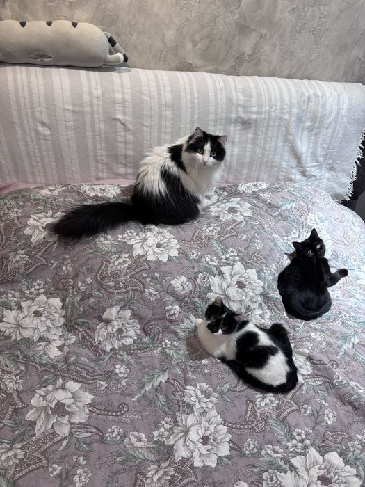 Домашний необычный котенок