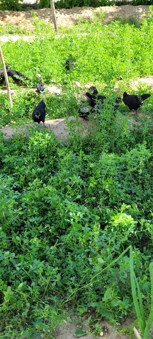 Австролорп румыния