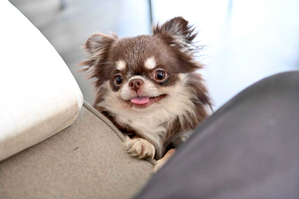 Мъжко миниатюрно дългокосместо чихуахуа шоколадов тен