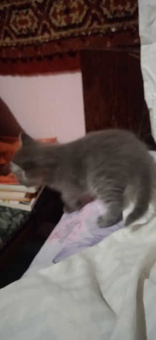 Серый котёнок девочка