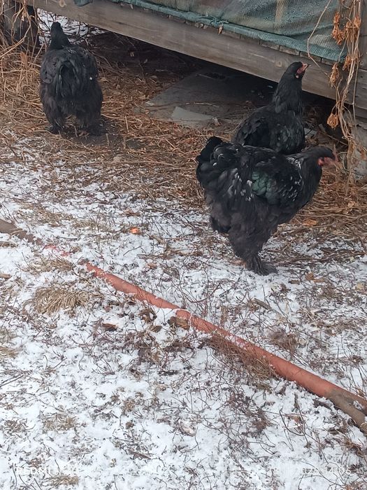 Продаю курей кохинхинов