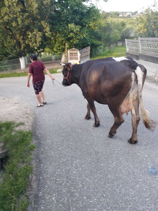 Vand vacă de patru ani cu lapte foarte blândă și gestantă în patru luni prețul este de 6600 lei negociabil