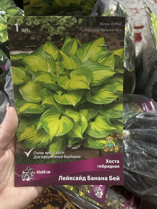 Продам хосты (корни)