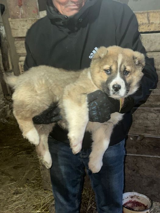 Алабай чистокровный мальчик