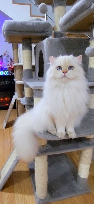 British Longhair baiat superb pedigree