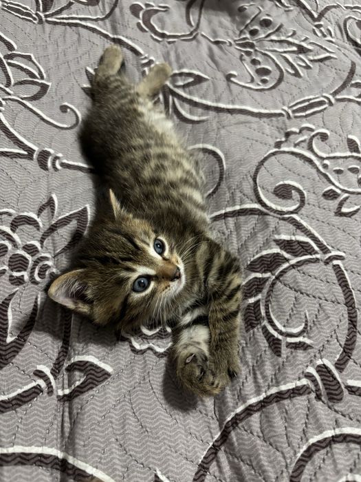 Котята 1 месяц. Девочка и мальчик.