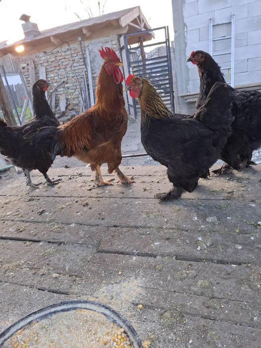 Vand 3 cocoși de țara
