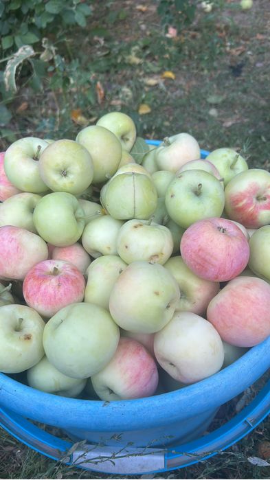 Продам яблоки свежие домашние