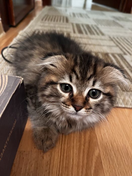 Отдам в добрые руки котенка