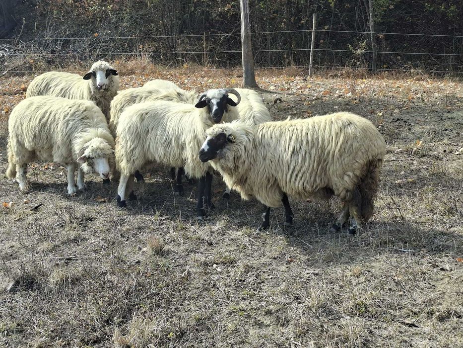 Capre de vănzare