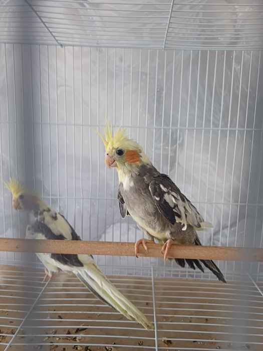 Продам попугая, корелла